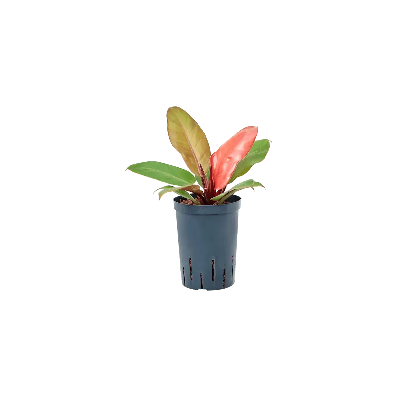 Scherpe prijs - Philodendron Prince of Orange