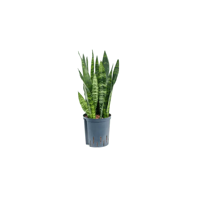 Deal - Sansevieria Black Coral