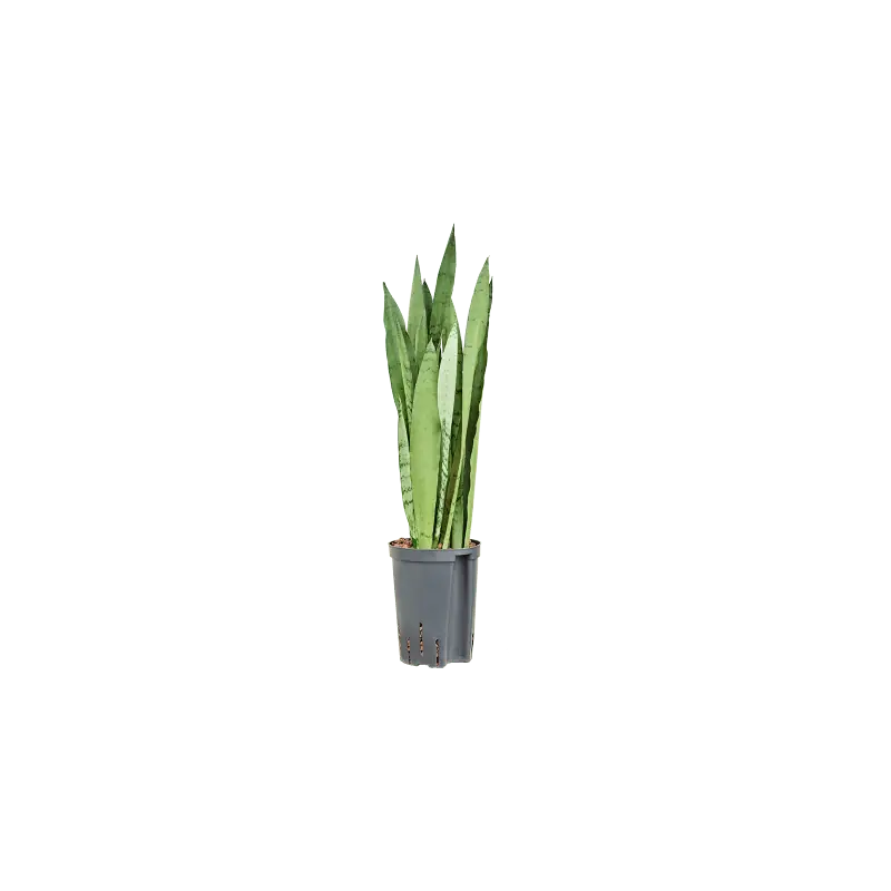 Sansevieria Silver Mist - Zolang de voorraad strekt