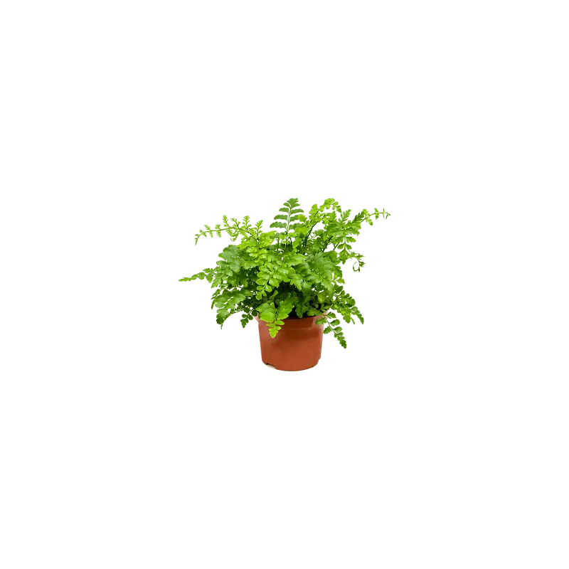 Favoriet van klanten | Asplenium parvati