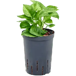 Online bestelbaar | Scindapsus Global Green