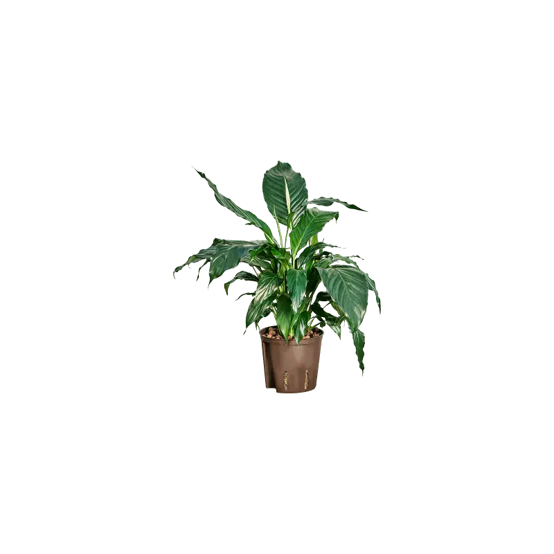 Klaar voor verzending | Spathiphyllum Hybriden