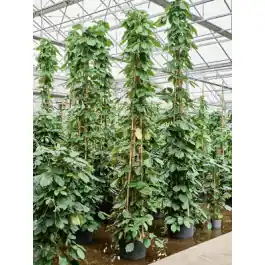Actie loopt bijna af | Tetrastigma Voinierianum piramide