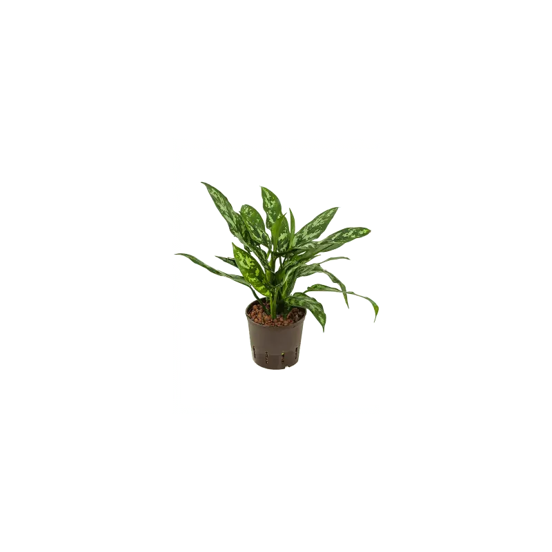 Veel gekozen - Aglaonema Maria