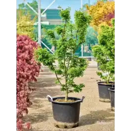 Acer Shishigashira | Koop vandaag