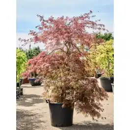 Acer Garnet | Nog maar een paar beschikbaar