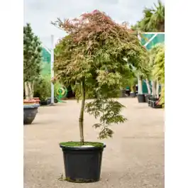 Extra korting | Acer Orangeola