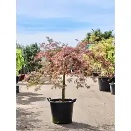 Acer Tamukeyama | Zojuist toegevoegd