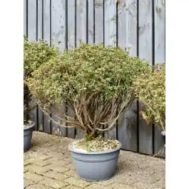 Rhododendron Aladin Scout- bonsai | Veilige betaling