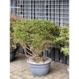 Laatste stuks | Rhododendron Blaauw‘s Pink - bonsai