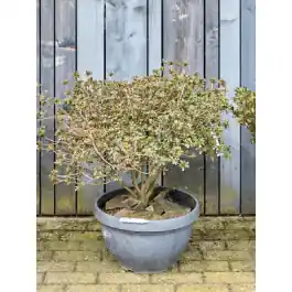 Rhododendron Fuji No Ka - Erg populair