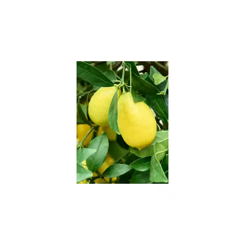 Populair bij klanten | Citrus Limequat