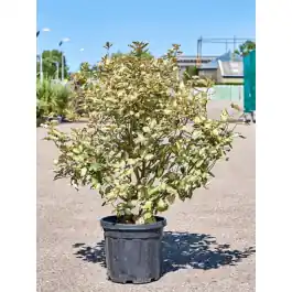 Elaeagnus ebbingei ‘Maryline‘ - Speciale deal
