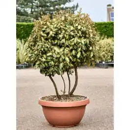 Korting | Elaeagnus ebbingei ‘Maryline‘ - vertakt