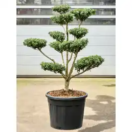 Online bestellen | Ile crenata ‘Green Lustre‘