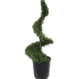 Ilex crenata ‘Dark Green‘ - spiraal small - Shop nu