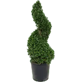 Net toegevoegd | Ilex crenata ‘Dark Green‘ - spiraal vol
