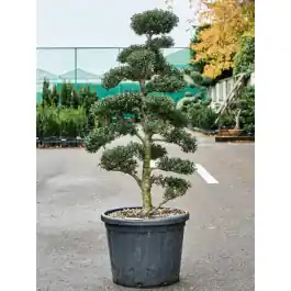 Ilex crenata ‘Kinme‘ - pon pon | Aanbieding