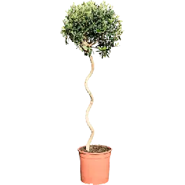 Snelle verzending - Olea europaea - spiraalstam