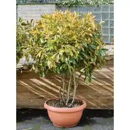 Photinia serratifolia ‘Crunchy‘ | Nu beschikbaar