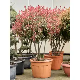 Photinia x fraseri ‘Pink Marble‘ - meerstammig | Dagdeal