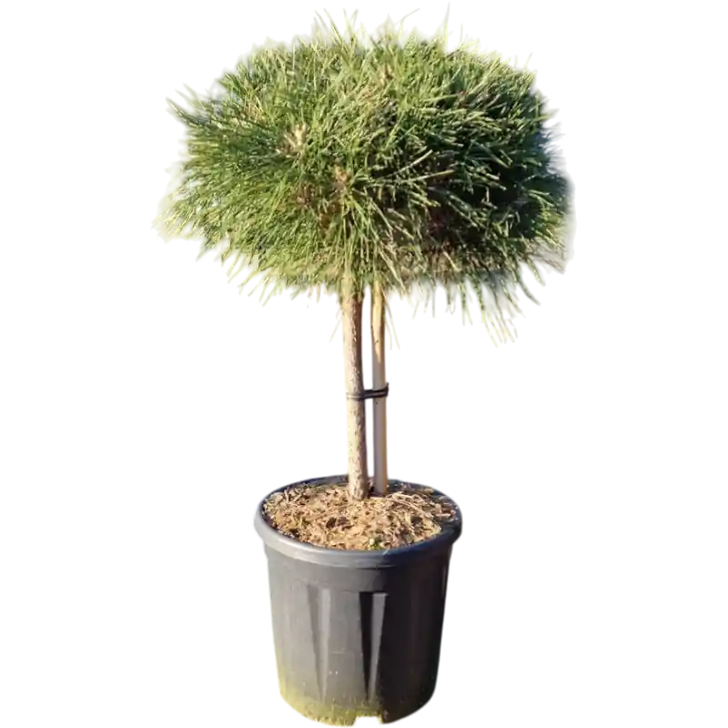 Pinus Brepo op stam | Professionele kwaliteit