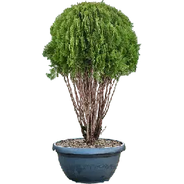 Thuja orientalis ‘Pyramidalis Aurea‘ - vertakt - Veilig winkelen