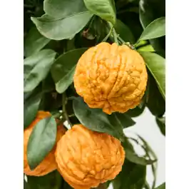 Veel gevraagd | Citrus Corrugato