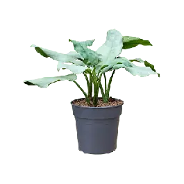 Aglaonema Aluminio | Hoog gewaardeerd