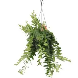 Aeschynanthus Caro Improved | Net binnen