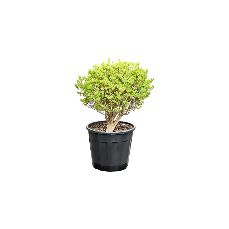 Enkianthus perulatus | Extra korting
