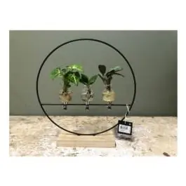 Populair | Kamerplant gemengd in Dubai - 8 stuks