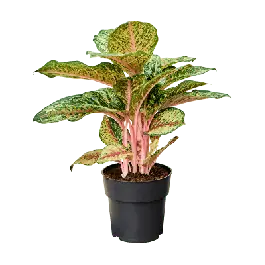 Aglaonema Carnival Queen - Flitsaanbieding