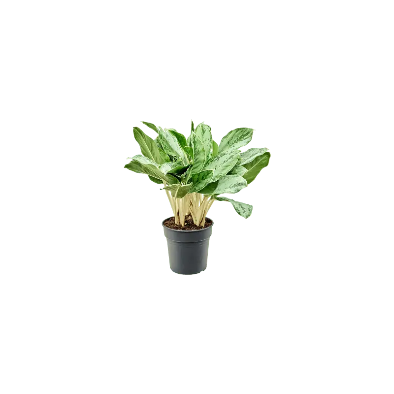 Aglaonema Horizon - Scherp geprijsd