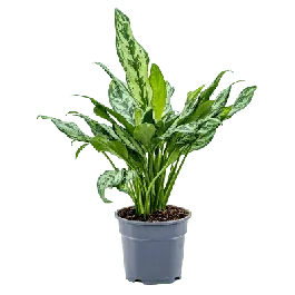 Direct beschikbaar | Aglaonema Miss Julliette