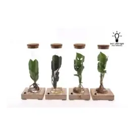 Kamerplant gemengd in Canton met LED - 15 stuks | Deal