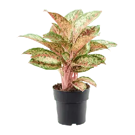 Aglaonema Painted Celebration - Gratis retourneren