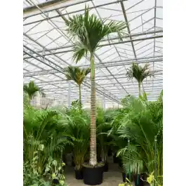 Areca catechu dwarf op stam | Makkelijk bestellen
