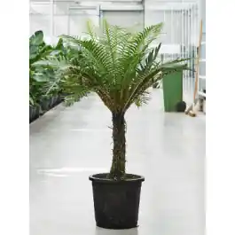 Spoedlevering | Blechnum gibbum