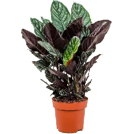 Scherp geprijsd - Calathea sanderiana