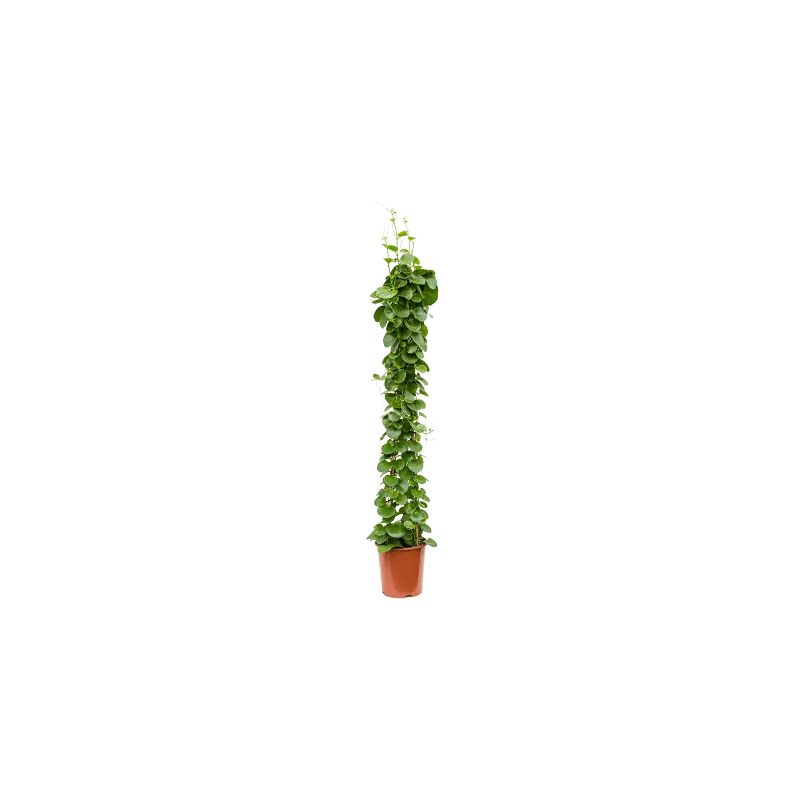 Cissus rotundifolia - piramide - Premiumkwaliteit