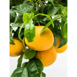 Citrus Grapefruit | Veel gevraagd