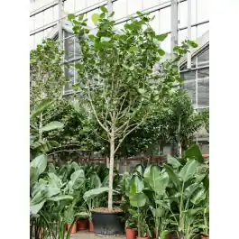 Coccoloba uvifera | Tijdelijke actie