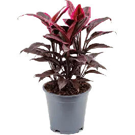 Cordyline Mambo - Aanbieding