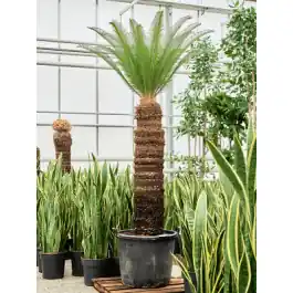 Gratis retourneren | Cycas Revoluta