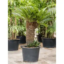 Cycas Revoluta | Vanaf nu beschikbaar