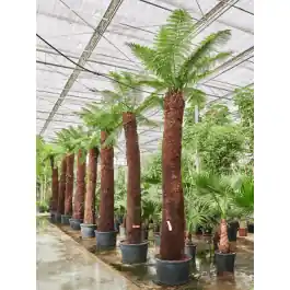 Slechts tijdelijk | Dicksonia antarctica