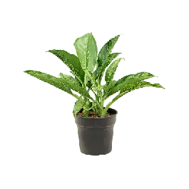 Expreslevering | Dieffenbachia Crocodile