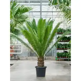 Superprijs - Dioon edule