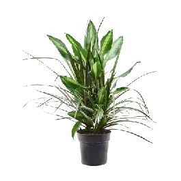Dracaena Combo | Extra korting